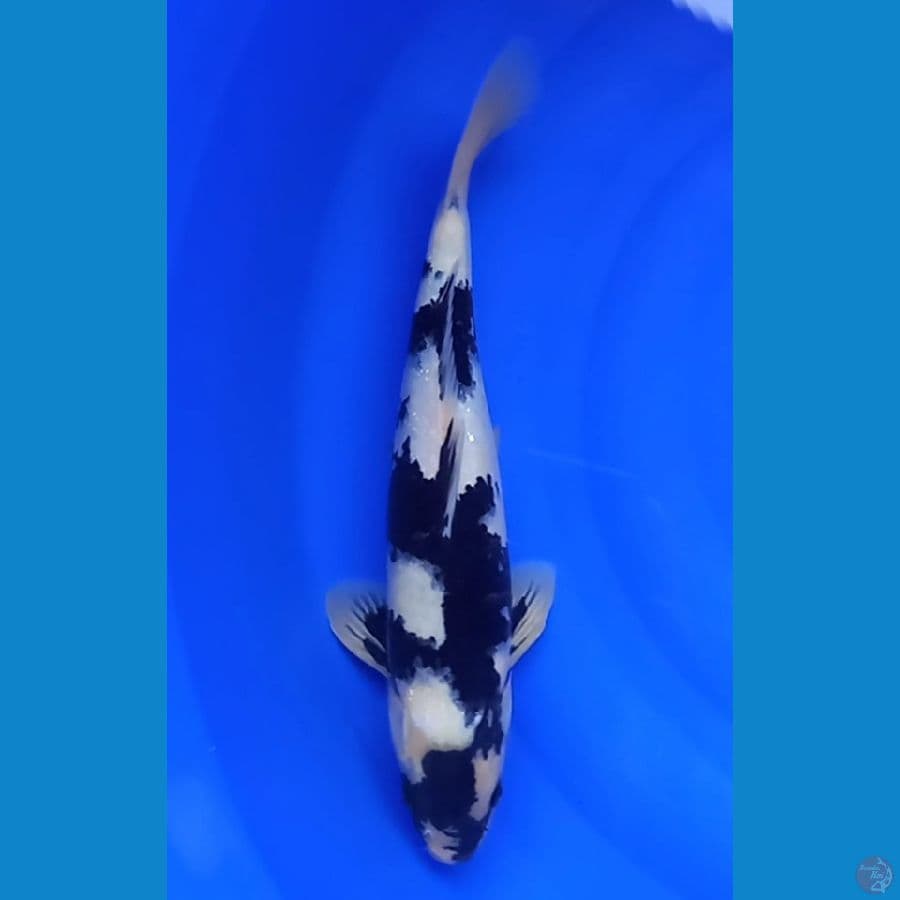 SHIRO GARANG 38CM