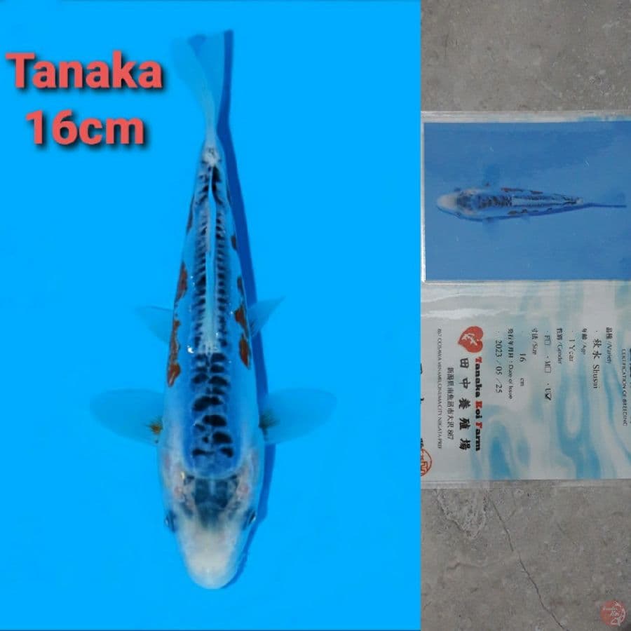 TANAKA SHUSUI 16CM SERTI