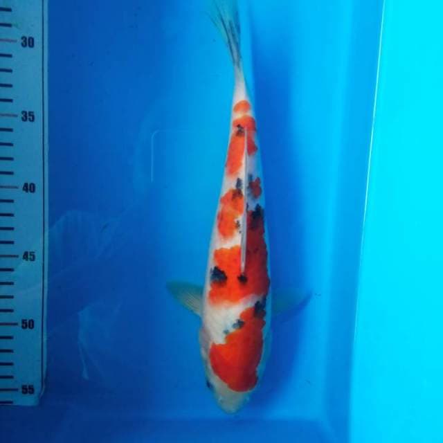 sanke 30 cm