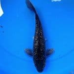 33cm KINGINRIN BLACK DIAMON