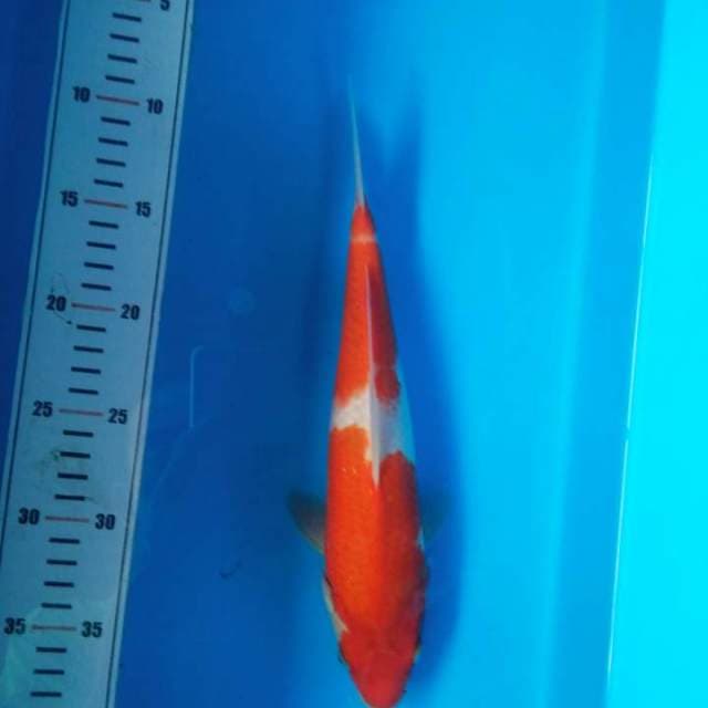 kohaku step2