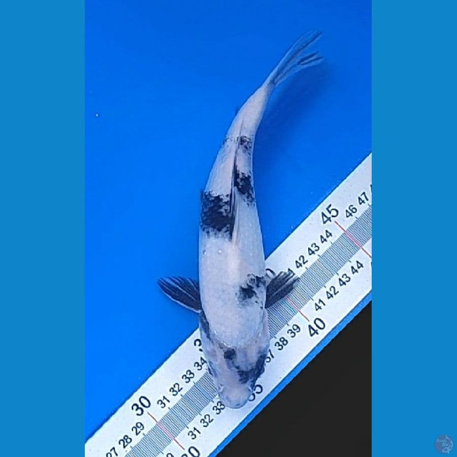 SHIRO (21CM)