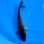 27cm MUTIARA HITAM