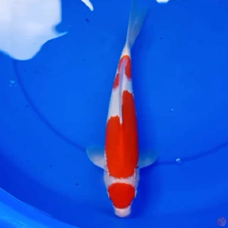 33cm SUPER RED KOHAKU