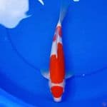 33cm SUPER RED KOHAKU