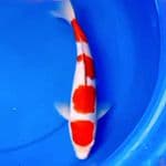 35cm 4 STEP KOHAKU BAGUS