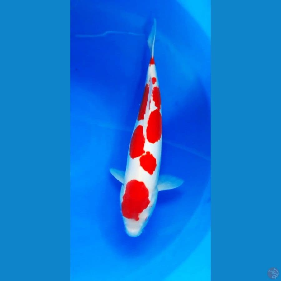 kohaku