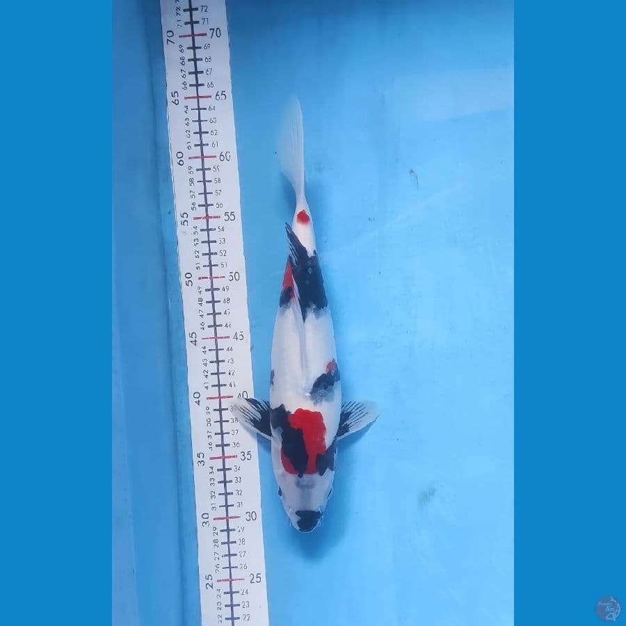 showa 33cm.
