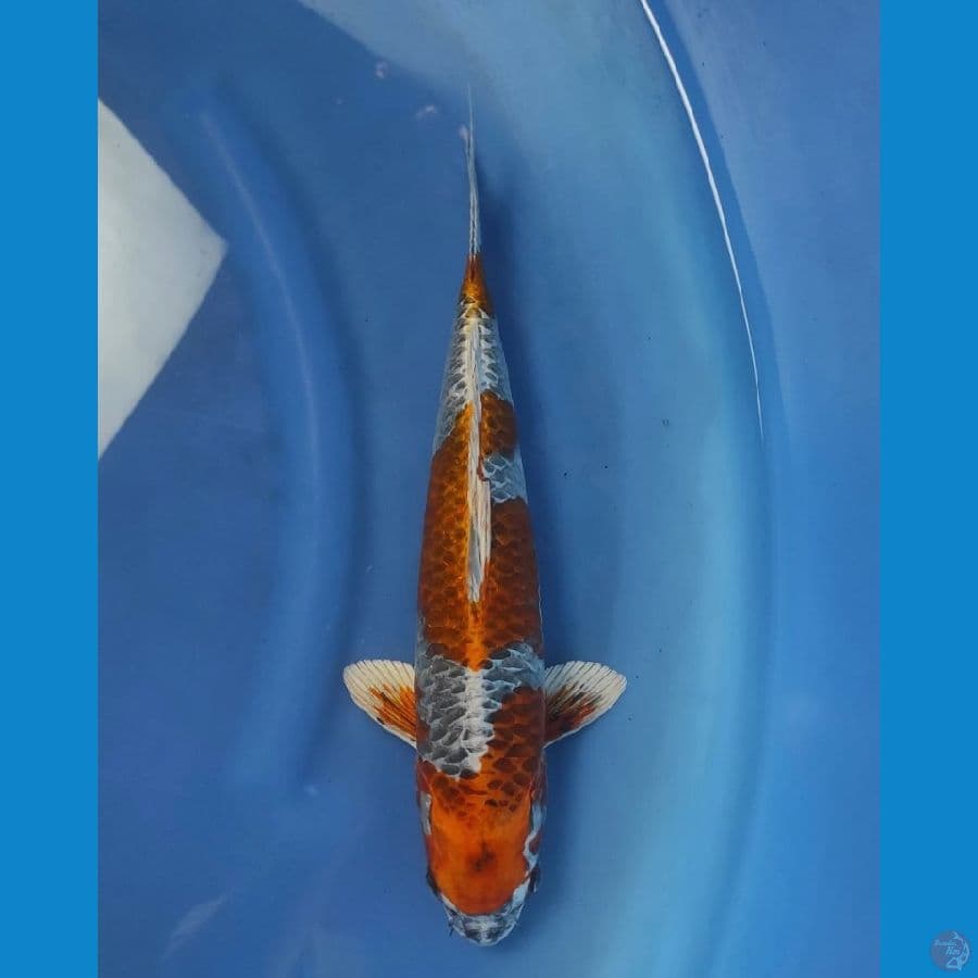 gingga 36cm
