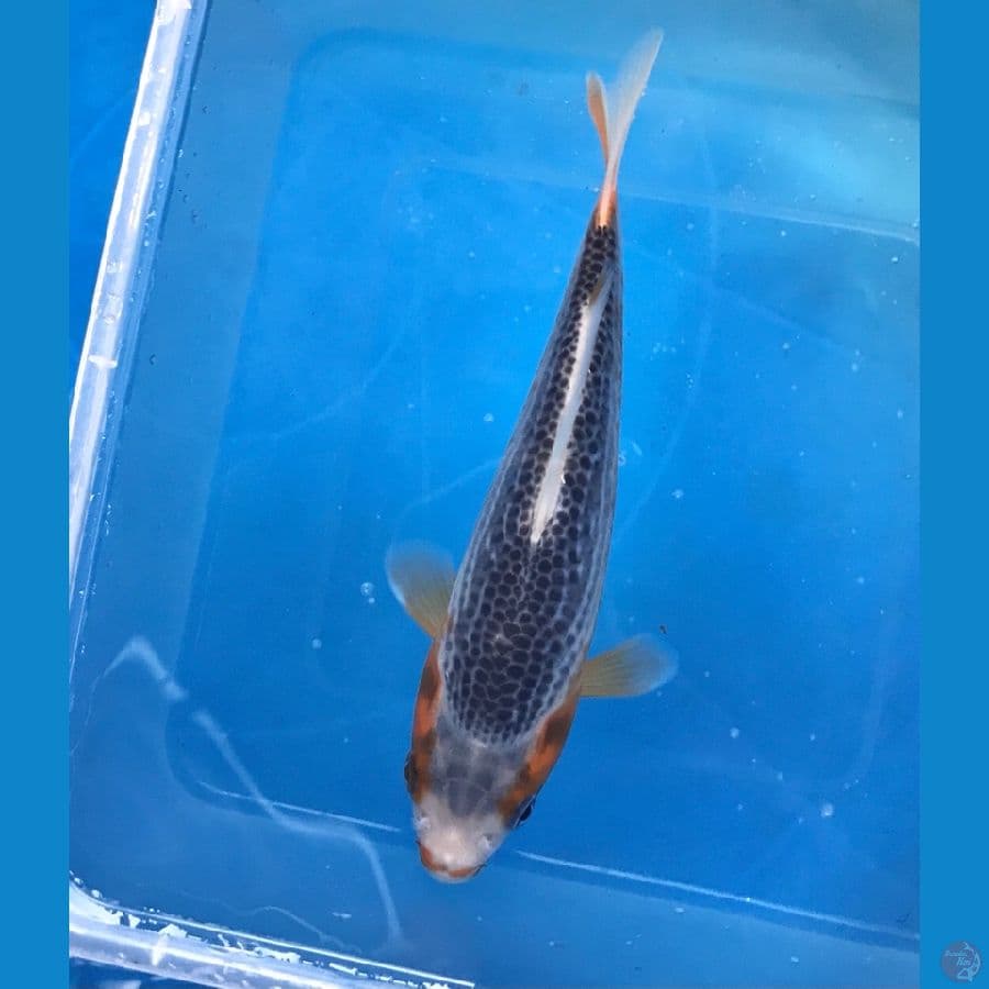 asagi 15cm