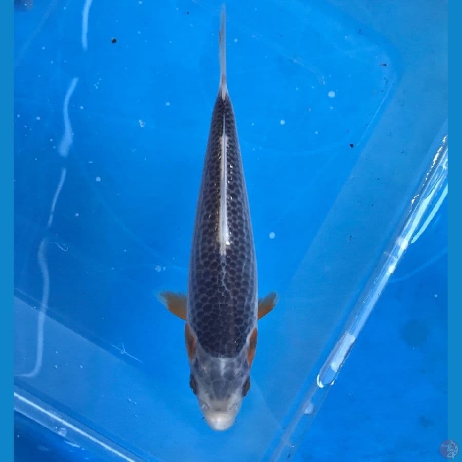 asagi 15cm