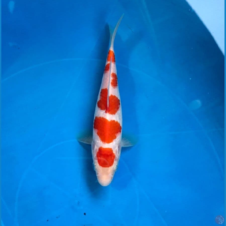 kohaku 17cm