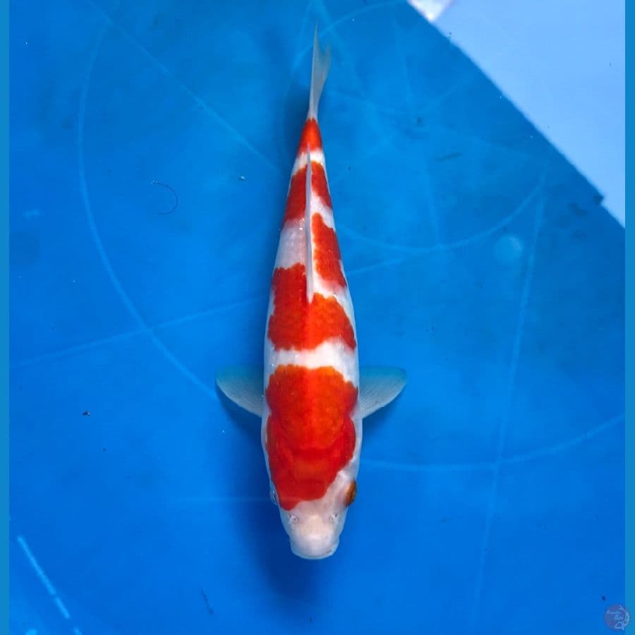 kohaku 20cm