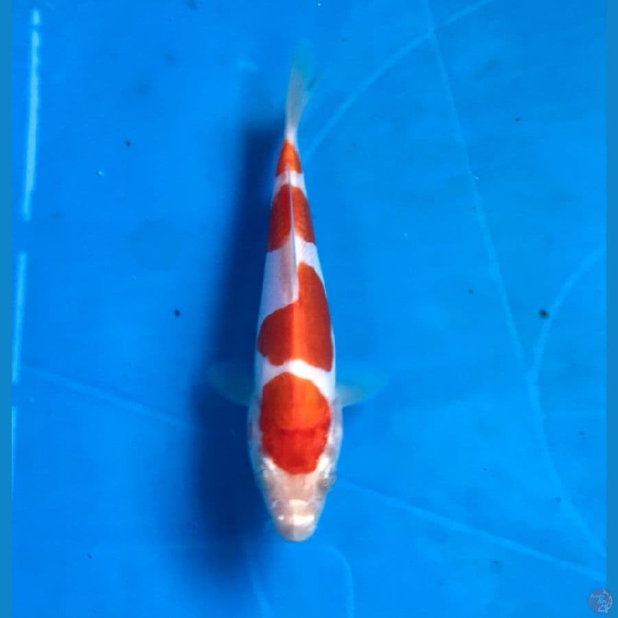 kohaku doitsu 14cm