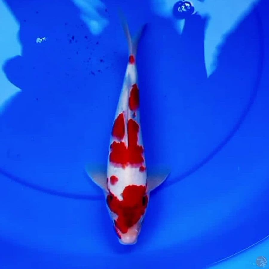 30cm TATEGOI SHOWA STRONG