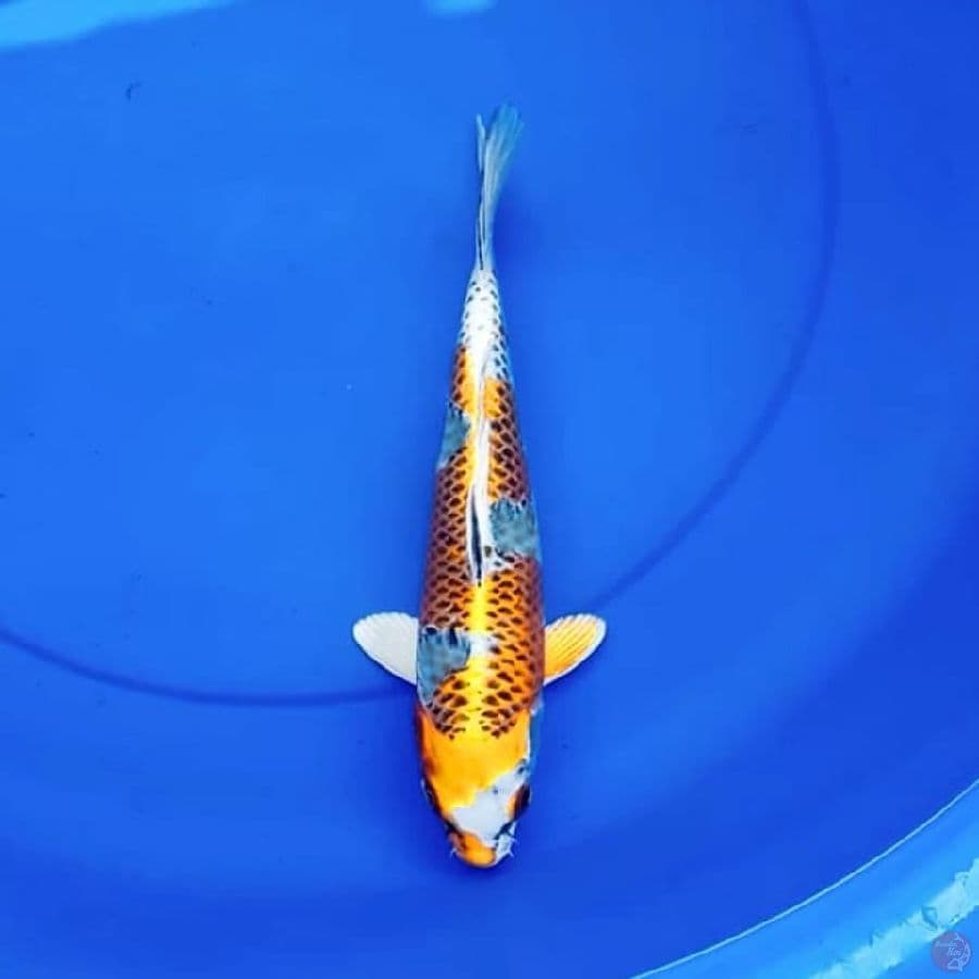 29cm INAZUMA YELLOW KUJAKU