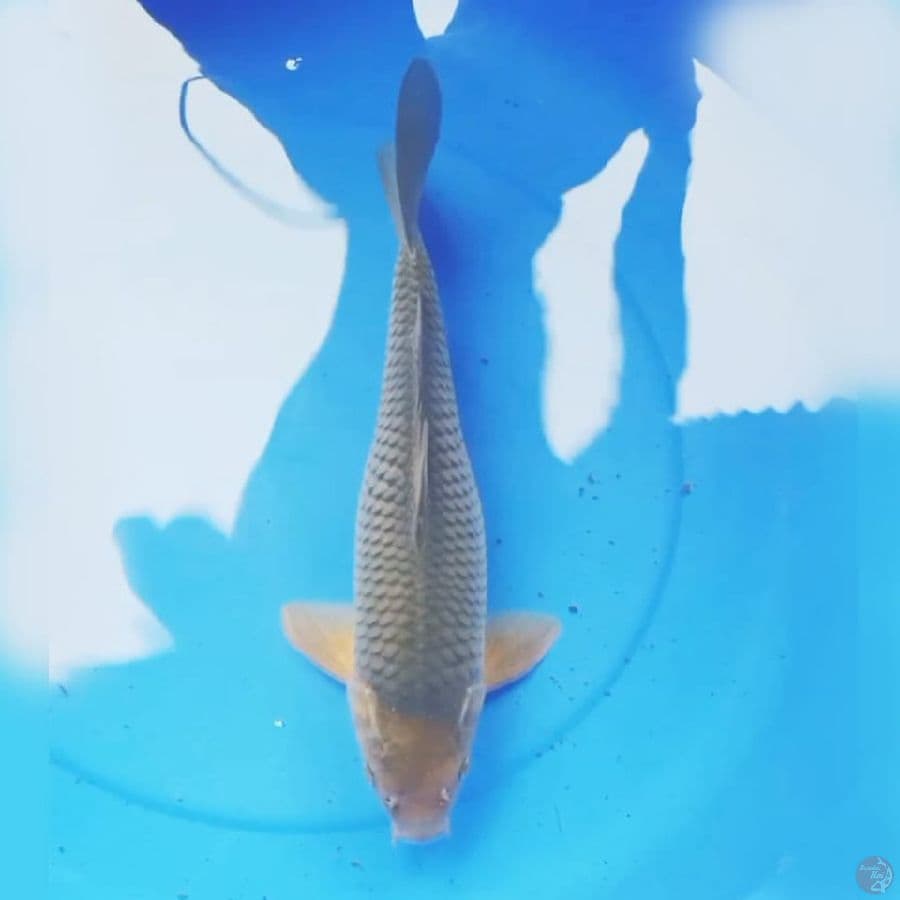 40cm JUMBO SORAGOI JINAK