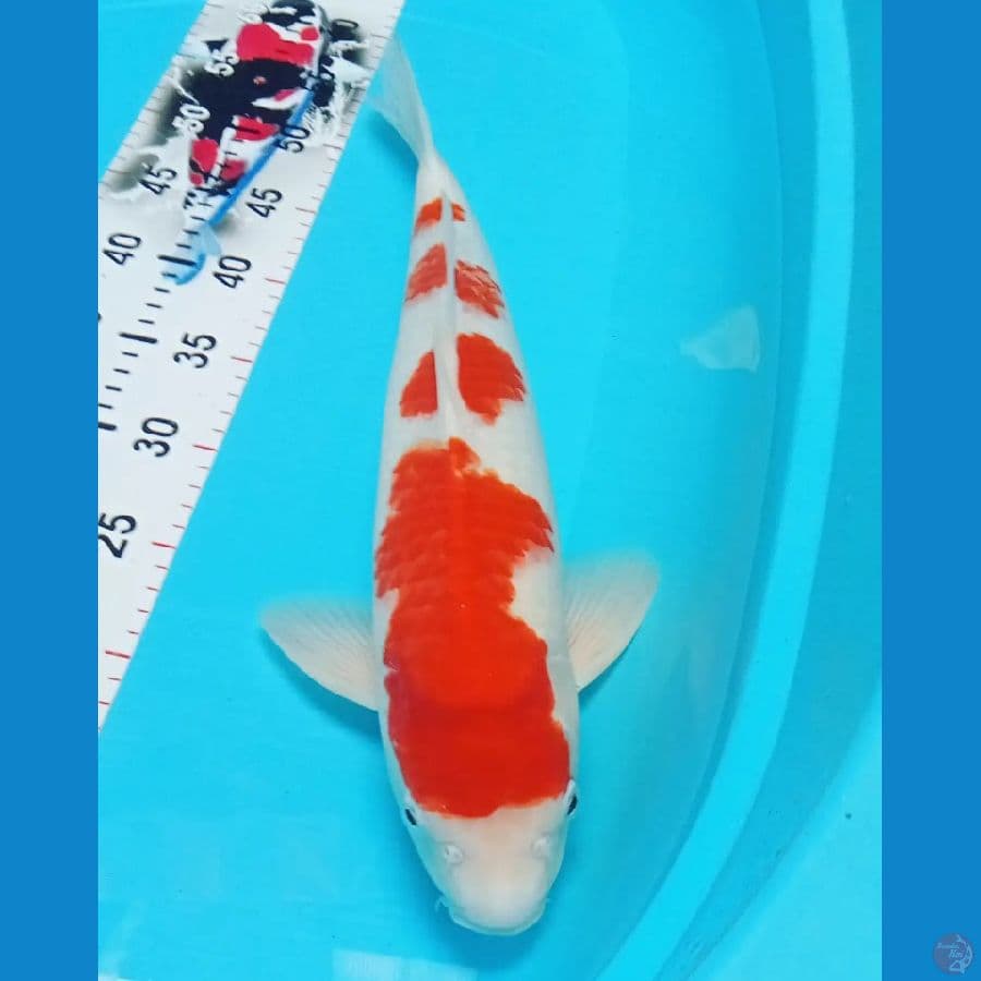 Kohaku Yondan Male Punuk Badak 47cm™