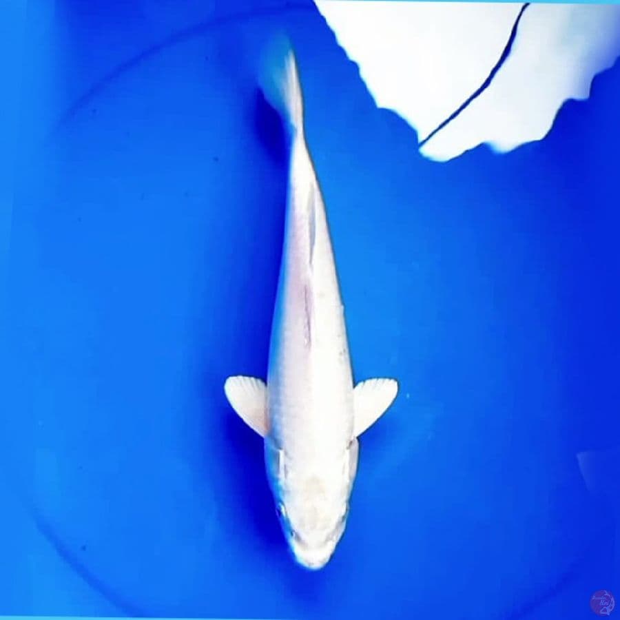 30cm YUKI PLATINUM