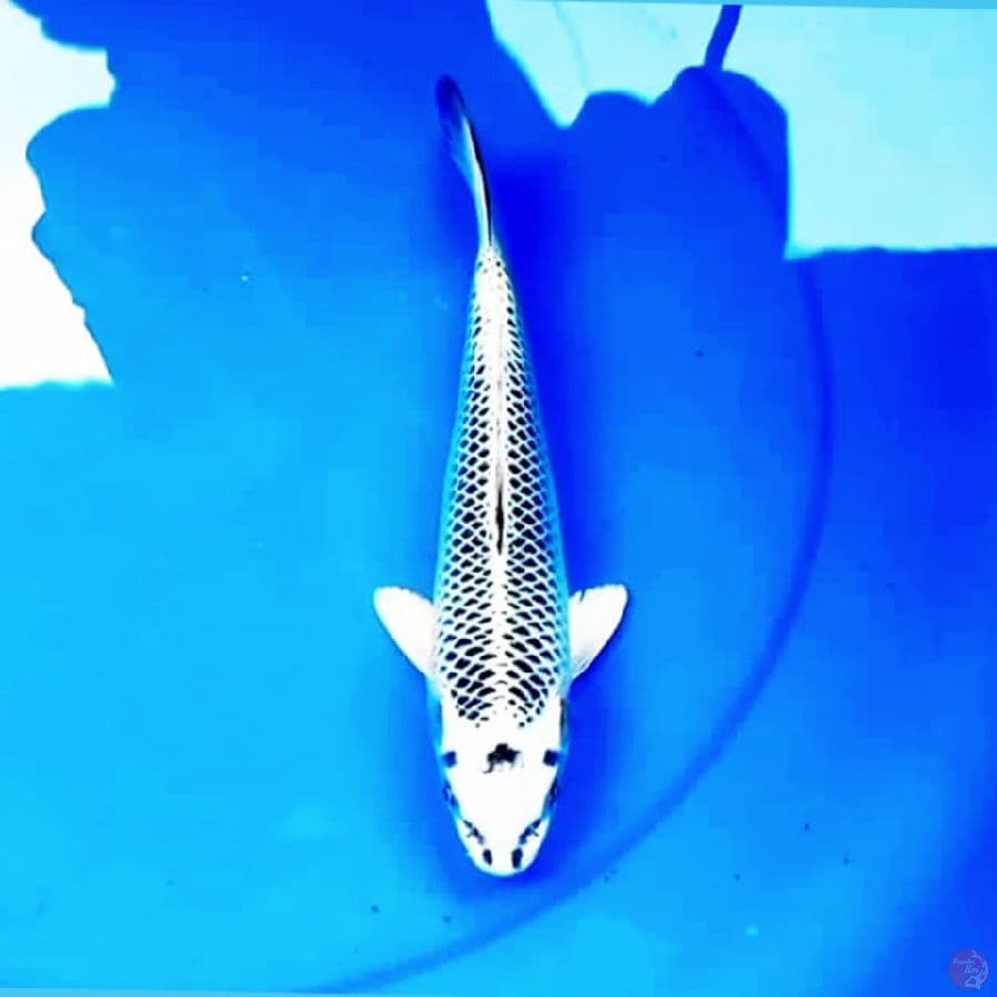 27cm GIN MATSUBA