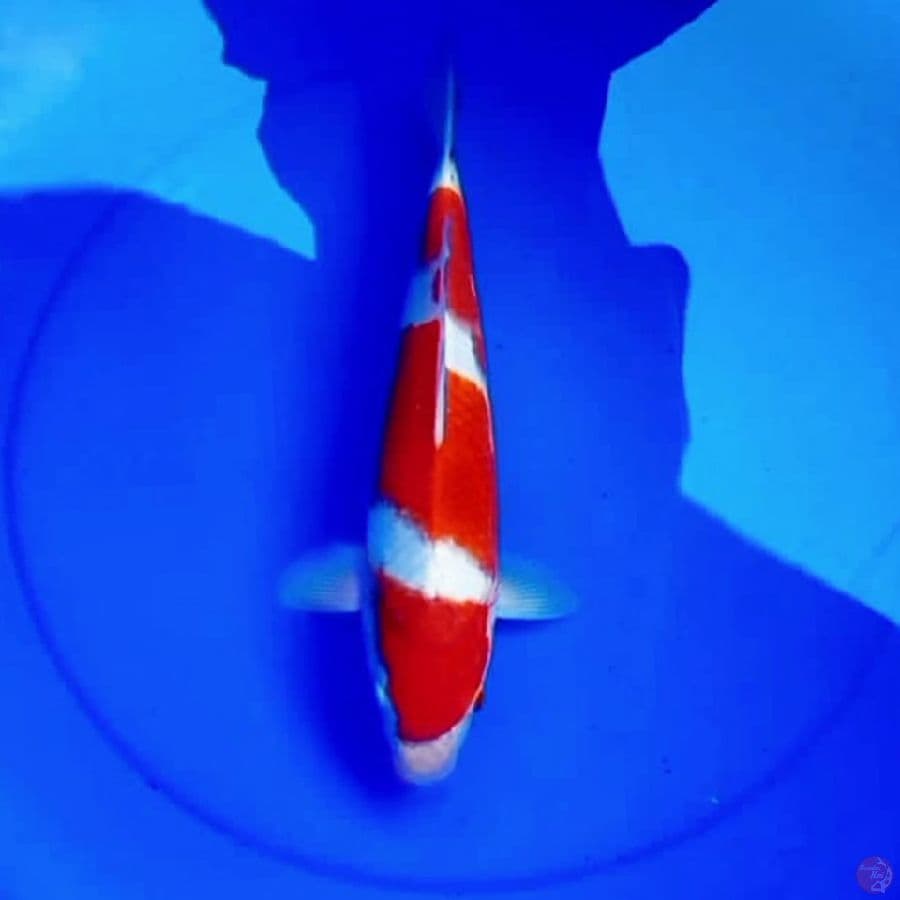 35cm SANDAN KOHAKU BARA IRONO
