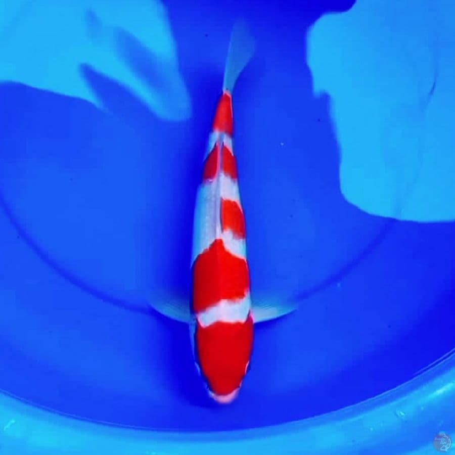 36cm 5STEP KOHAKU RED STRONG