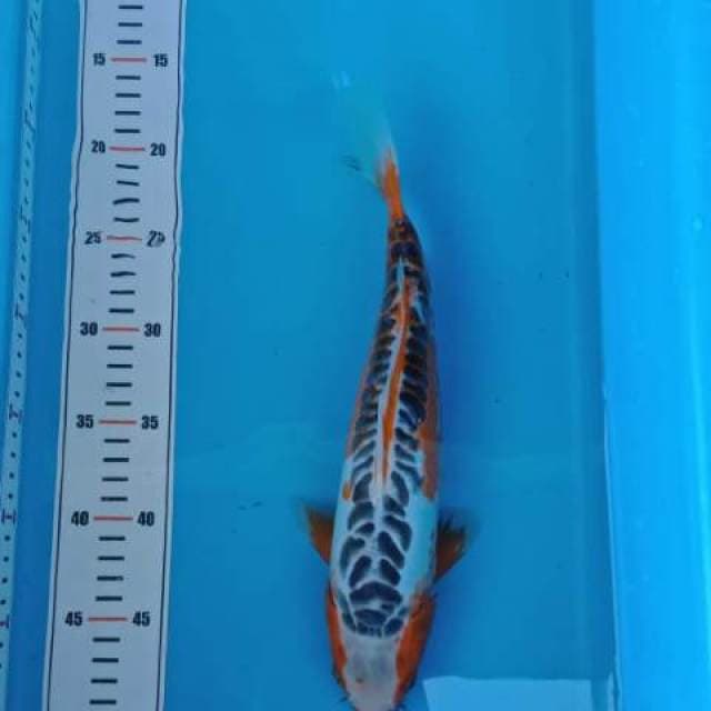 Shusui 32cm