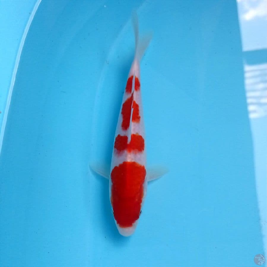 kohaku, 17 cm