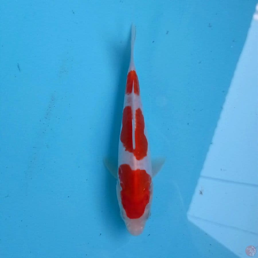 kohaku doitsu, 17 cm