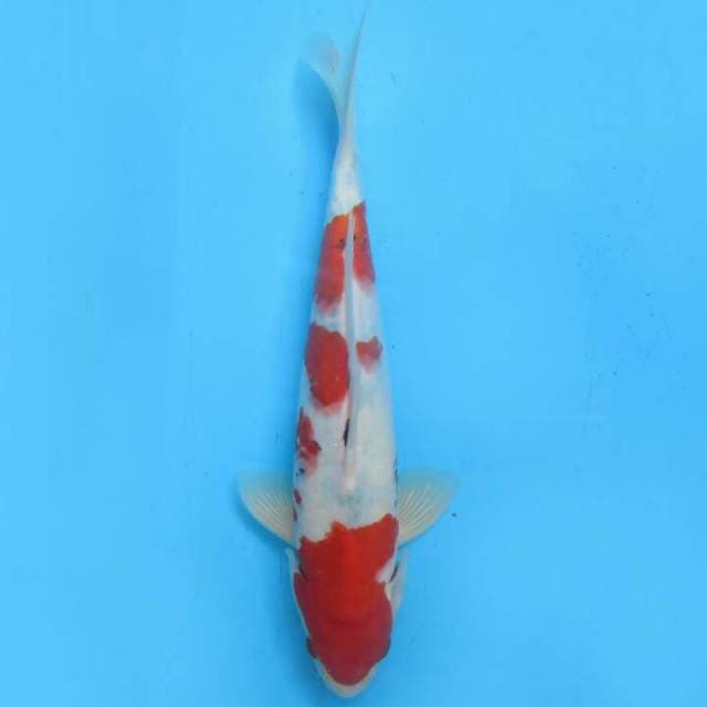 27cm sanke