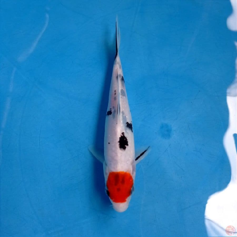 tancho sanke, 17 cm