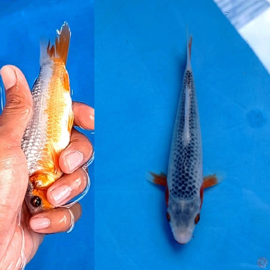 asagi, 15 cm