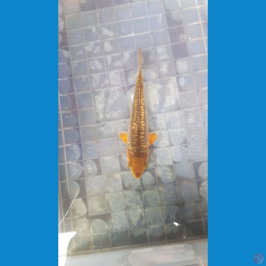 Karamel aragoke fuull ginrin 23cm male 