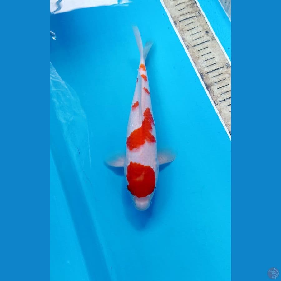 Kohaku 26cm