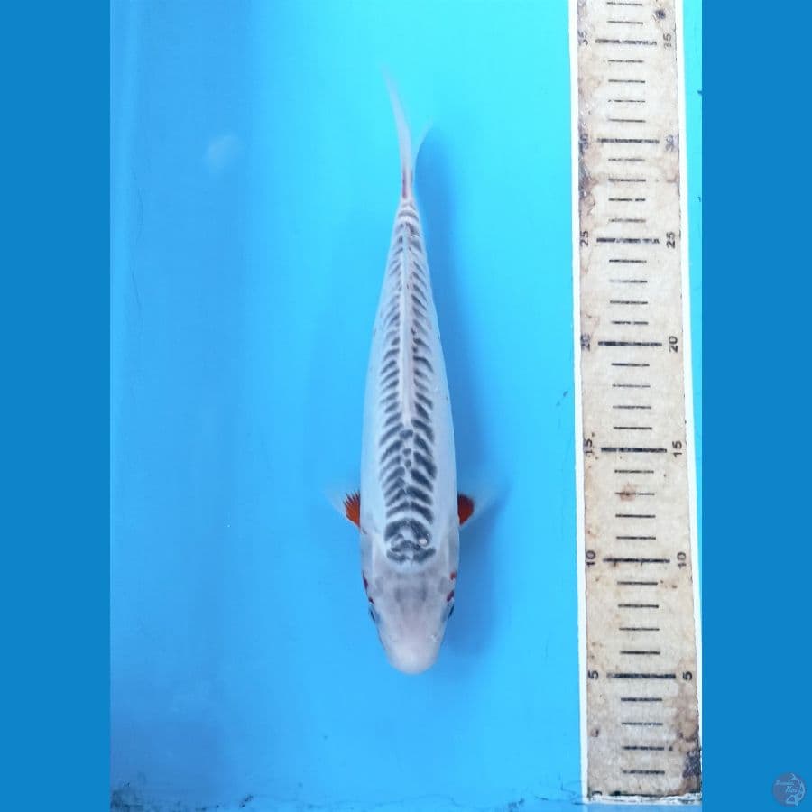 Shusui 25cm