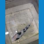 Shiro bahan keep 16cm bersih