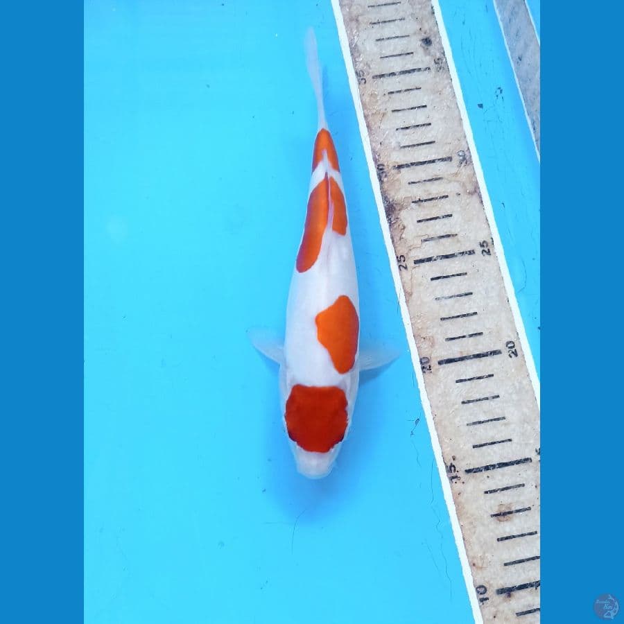 Kohaku 20cm