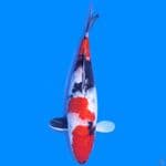 Showa Shanshoku ~43cm~female