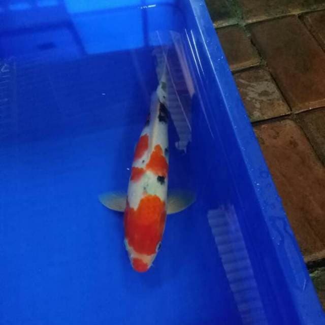 28cm sanke
