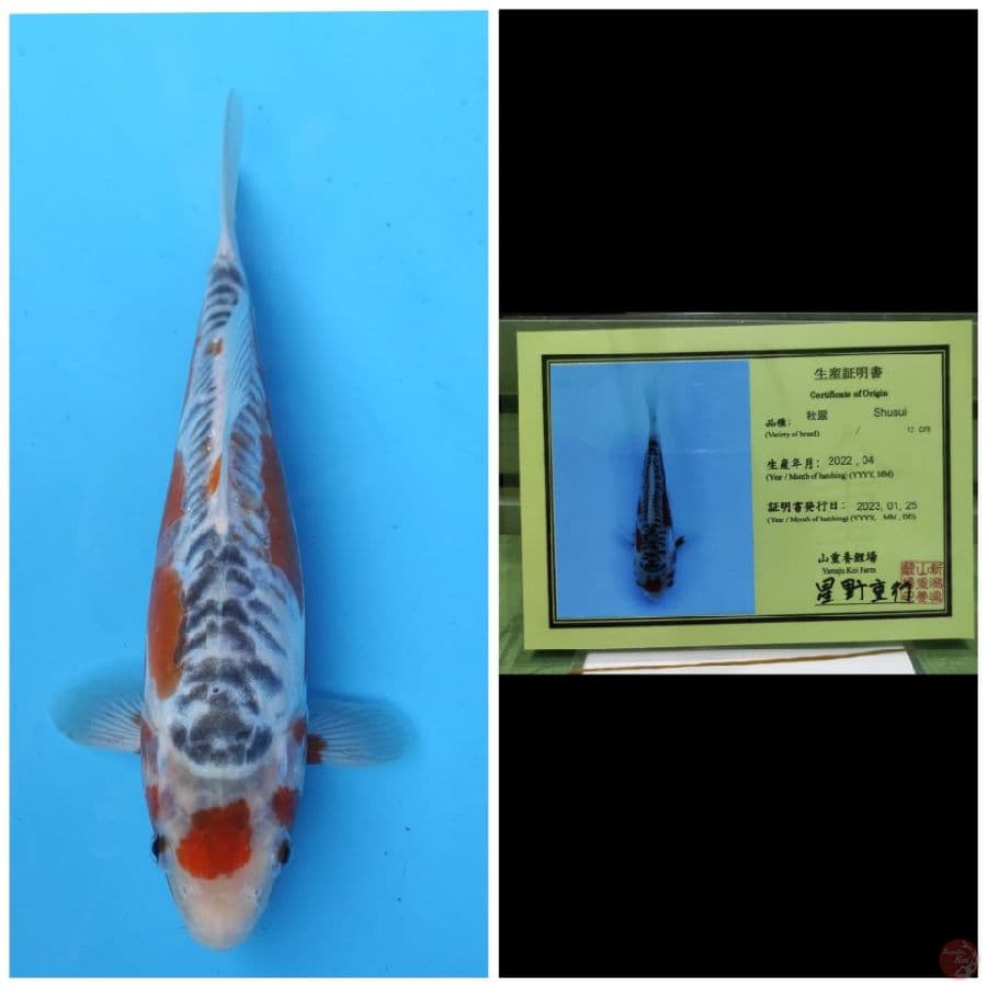 Yamaju Maruten Shusui 