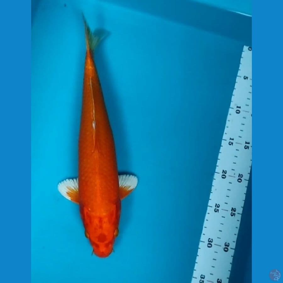 ORENJI 34CM FM