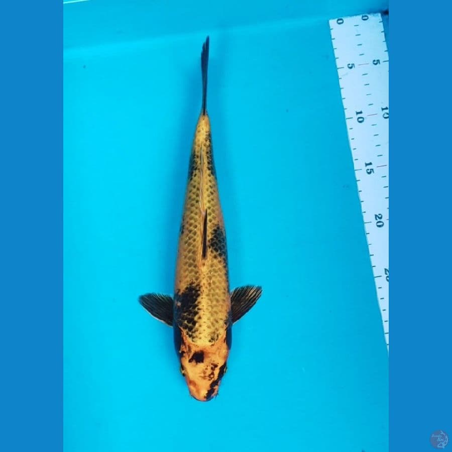 KIN KI UTSURI 31CM