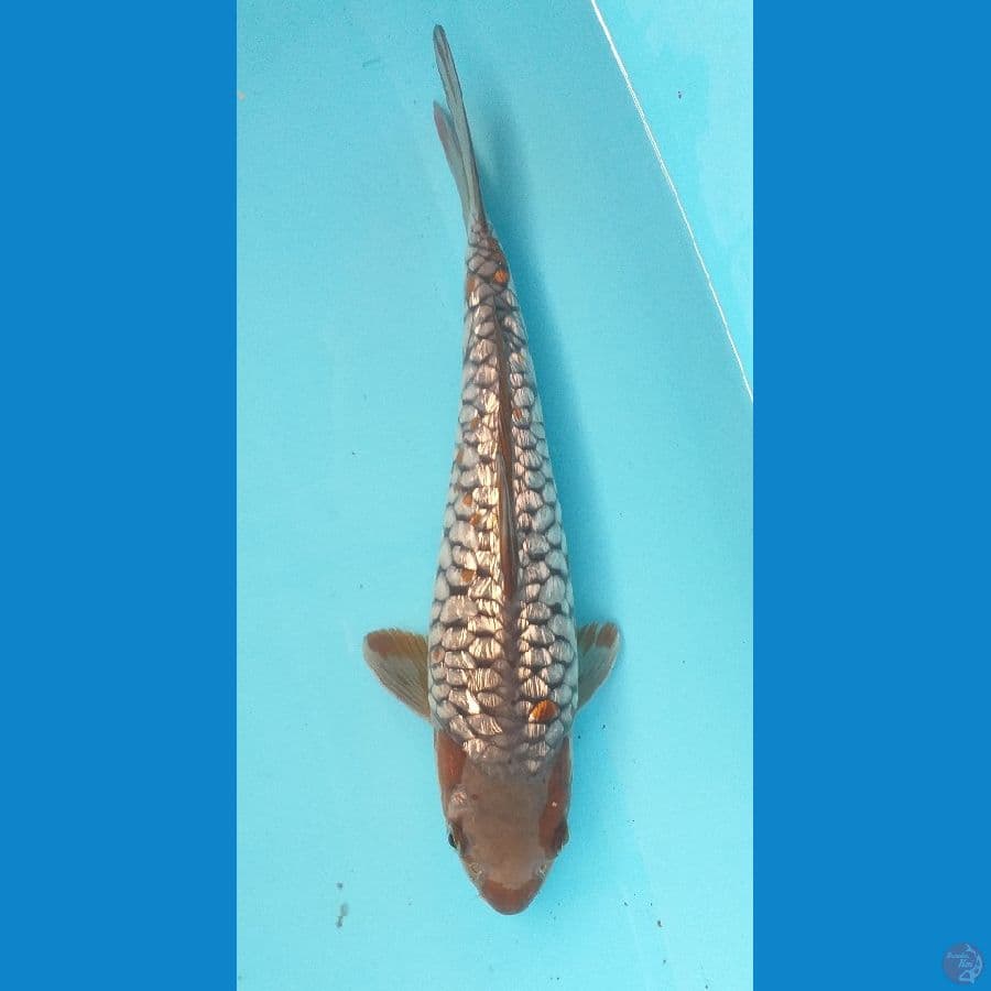 Ochiba Aragoke Ginrin 26 cm