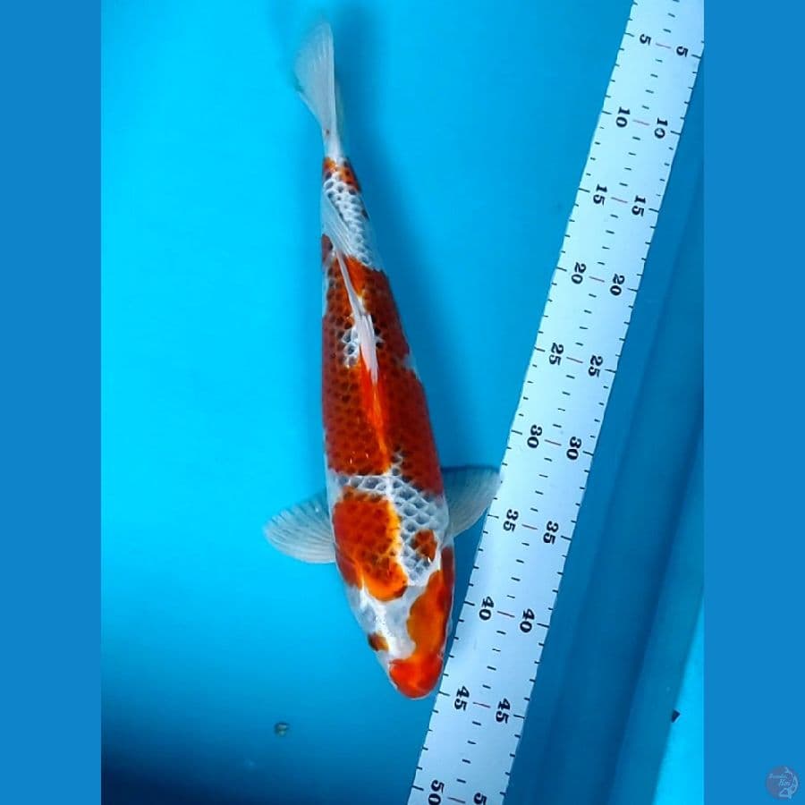GOSHIKI 37CM