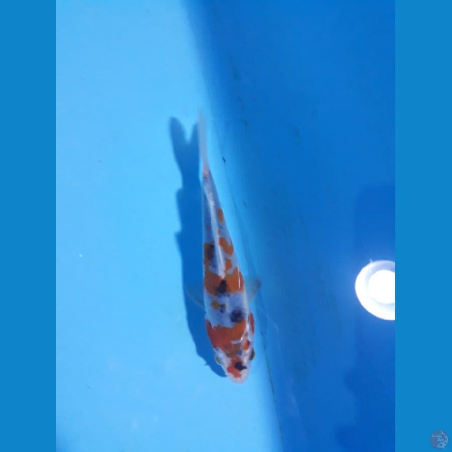 goshiki 16cm