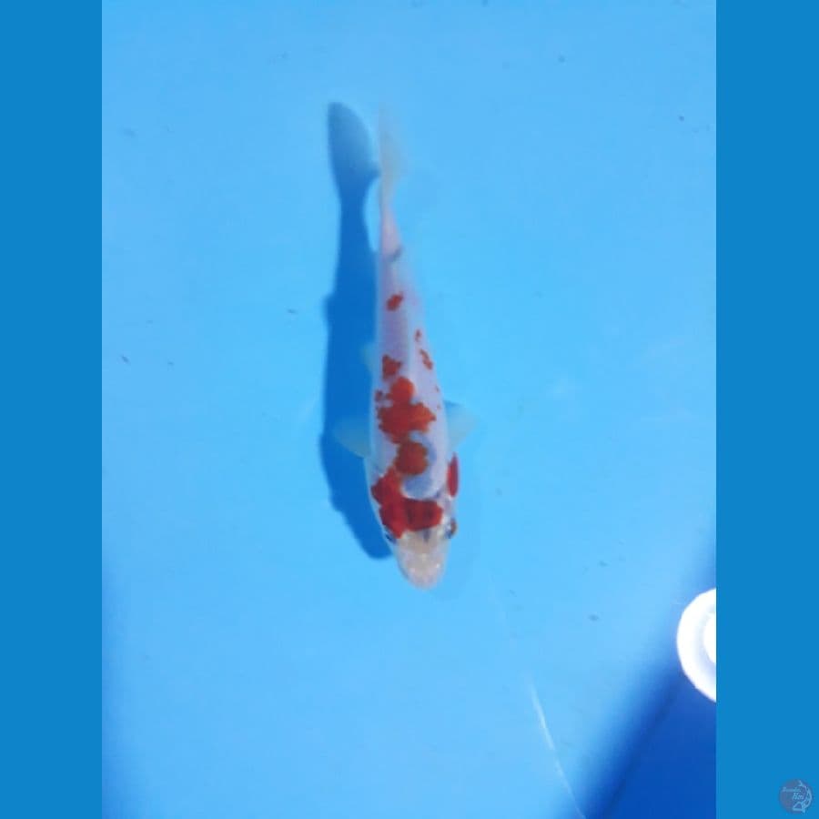 goshiki 15cm