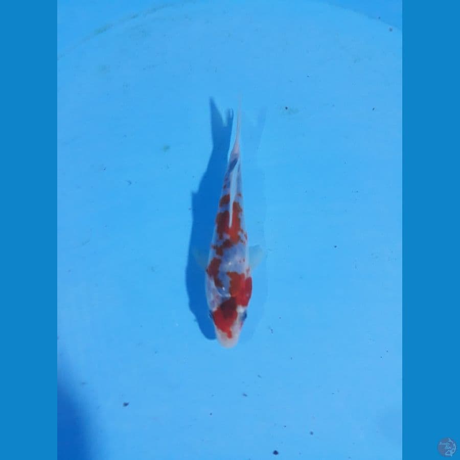 goshiki 14cm