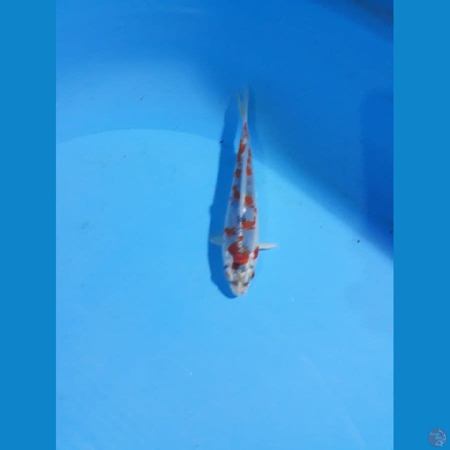 goshiki 15cm