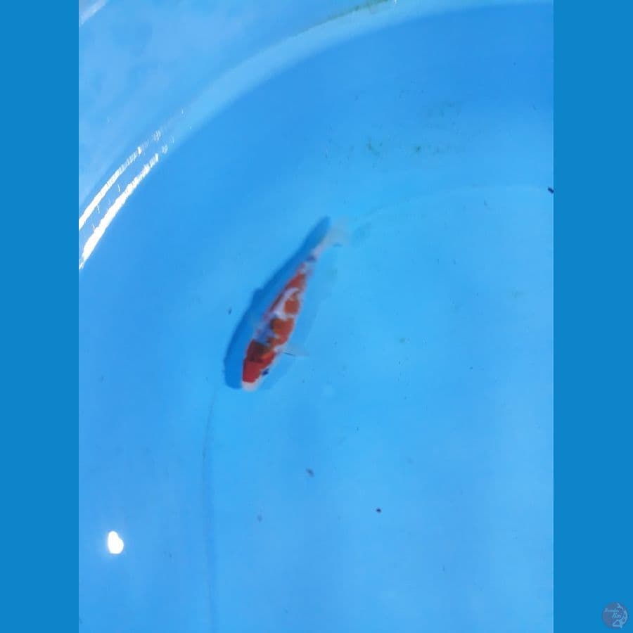 goshiki 14cm