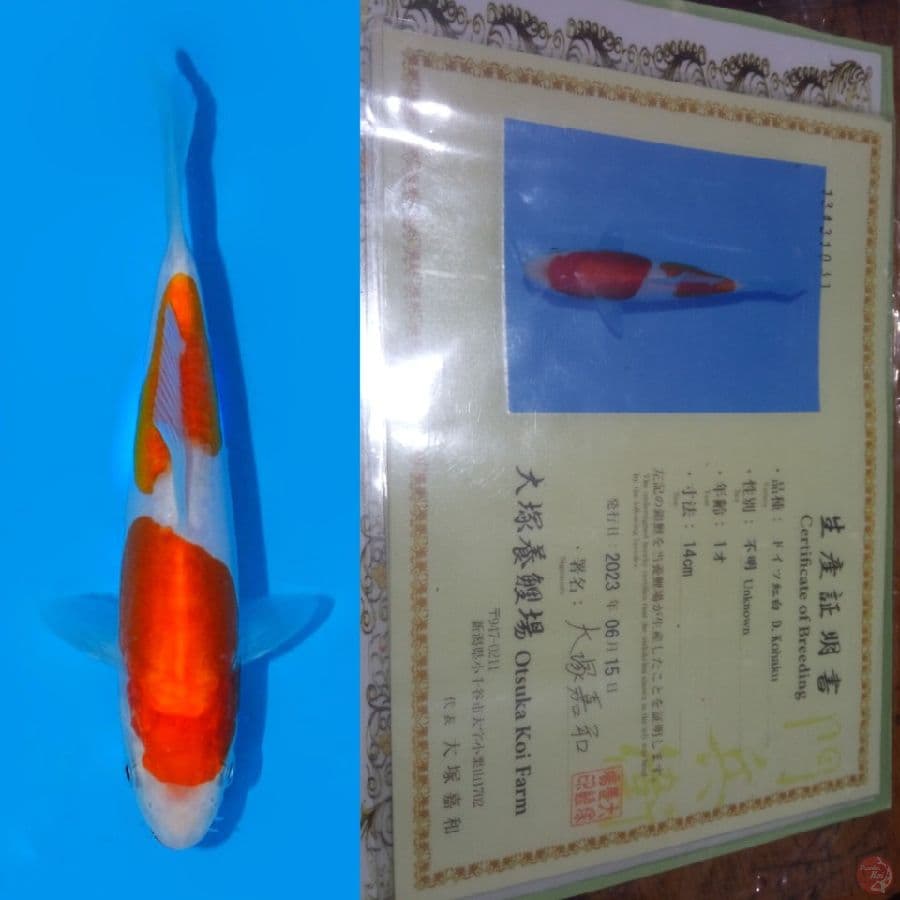 kohaku doitsu stong beni 14 cm